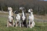 WHIPPET 370